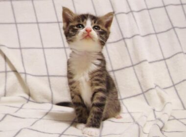 子猫のユメちゃんチコちゃんのオフショット 10　食事の後は眠さを我慢する子猫【赤ちゃん猫　保護猫】