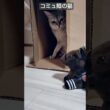 馬とは仲良くなれないコミュ障のシンガプーラ猫はこちら