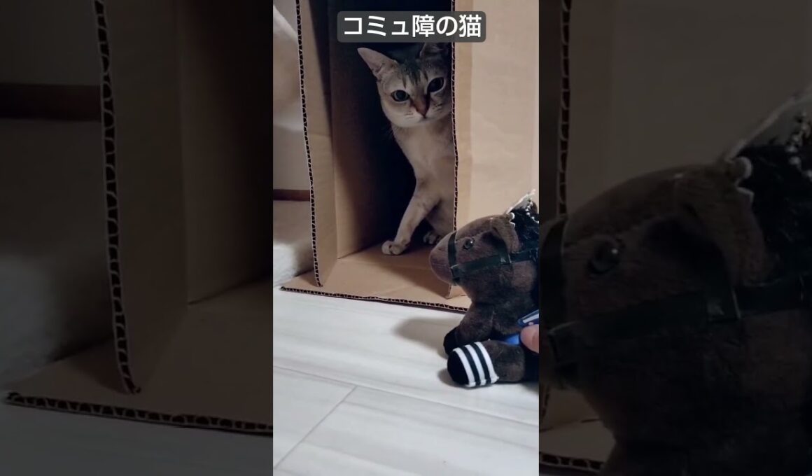 馬とは仲良くなれないコミュ障のシンガプーラ猫はこちら