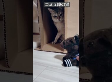 馬とは仲良くなれないコミュ障のシンガプーラ猫はこちら