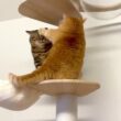 通せんぼされて困っちゃう弟猫が可愛い