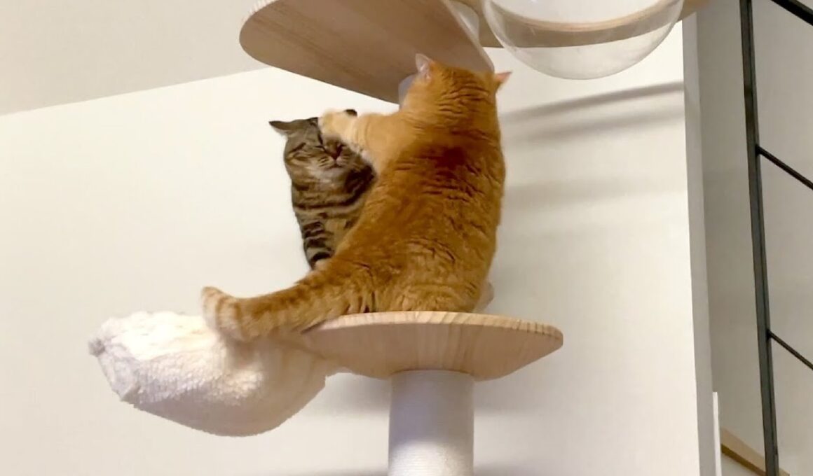 通せんぼされて困っちゃう弟猫が可愛い