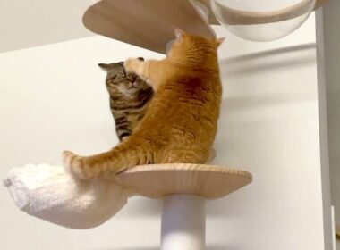 通せんぼされて困っちゃう弟猫が可愛い