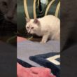 シャムの子ネコ雫。うしろ。じっと見つめる三毛猫ミックス