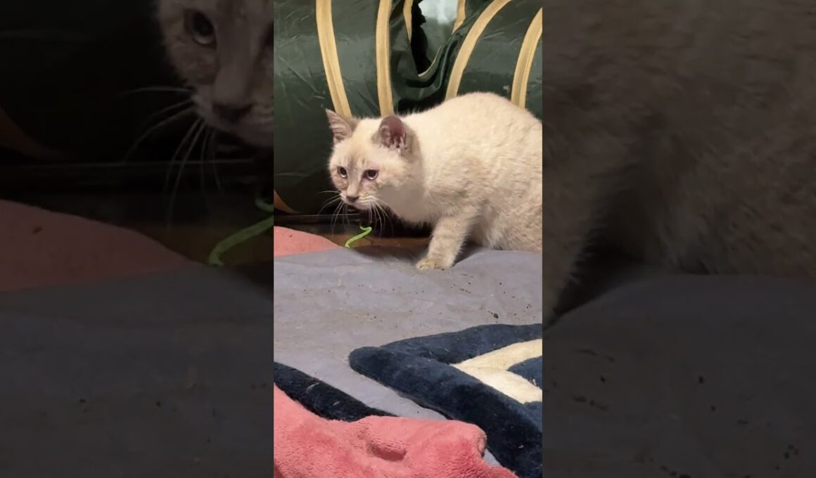 シャムの子ネコ雫。うしろ。じっと見つめる三毛猫ミックス