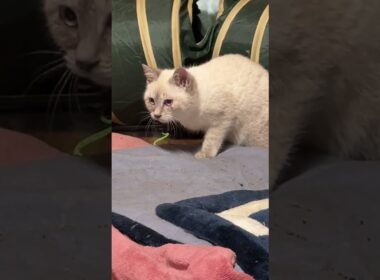 シャムの子ネコ雫。うしろ。じっと見つめる三毛猫ミックス