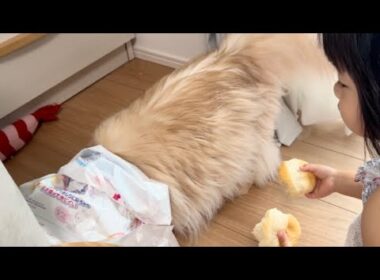 おむつ袋に入る楽しさを知った猫。