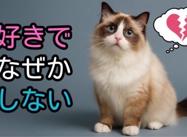【猫雑学】猫が大好きなのに、飼い主の2％しかしていない10のこと
