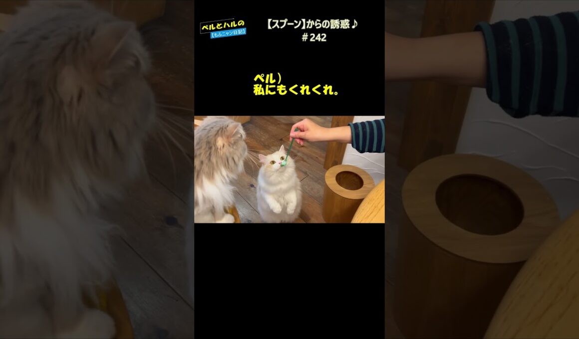 【スプーン】からの誘惑♪＃242 #スコティッシュ#セルカークレックス #長毛猫 #cat #猫のいる暮らし