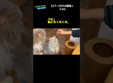 【スプーン】からの誘惑♪＃242 #スコティッシュ#セルカークレックス #長毛猫 #cat #猫のいる暮らし