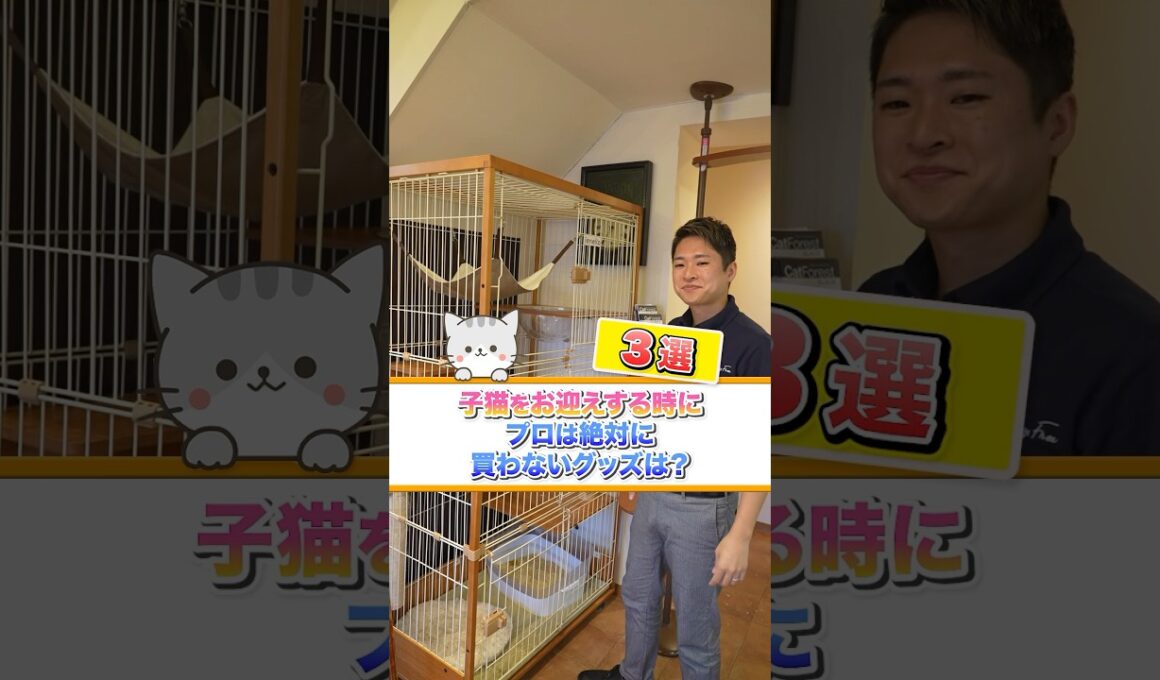 【コレだけは絶対に買うな！】子猫お迎えする時にプロは絶対に買わない猫グッズ3選