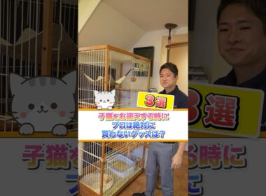【コレだけは絶対に買うな！】子猫お迎えする時にプロは絶対に買わない猫グッズ3選