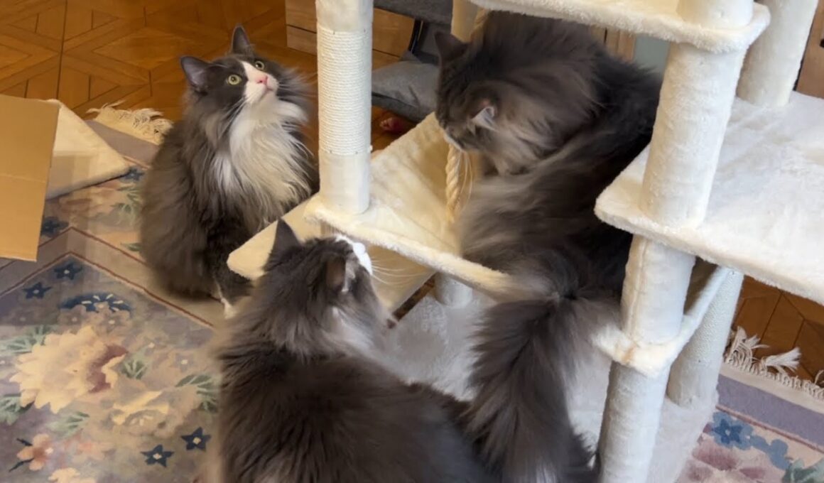 【キャットタワー組み立て】もふ猫たちに応援されながら頑張るよ〜！！ノルウェージャンフォレストキャットとターキッシュアンゴラ