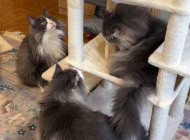 【キャットタワー組み立て】もふ猫たちに応援されながら頑張るよ〜！！ノルウェージャンフォレストキャットとターキッシュアンゴラ