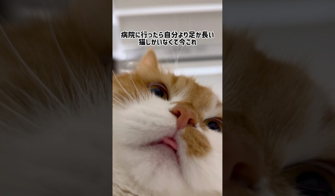 病院に行ったら自分より足が長い猫しかいなくて今これ #shorts #猫 #マンチカン #短足マンチカン #cat #munchkin
