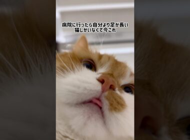 病院に行ったら自分より足が長い猫しかいなくて今これ #shorts #猫 #マンチカン #短足マンチカン #cat #munchkin