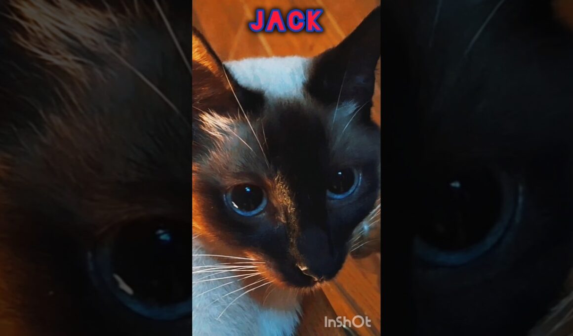 WHAT'S YOUR NAME? 🤔 #cat #kitten #meow #siamese #dailyshorts #shorts #cute #pets #love