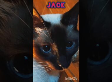 WHAT'S YOUR NAME? 🤔 #cat #kitten #meow #siamese #dailyshorts #shorts #cute #pets #love