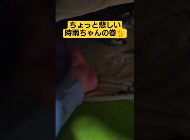 ２回目のドライヴから帰宅したら…ちょっと悲しい時雨ちゃんの巻#cat #cute #ねこ #こたつ #いやし