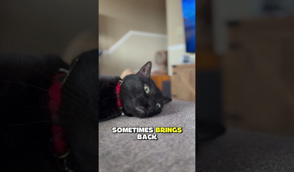 Dear diary. Hooman is a questionable hunter. #entertaininganimals #funnyanimal #cat