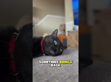 Dear diary. Hooman is a questionable hunter. #entertaininganimals #funnyanimal #cat