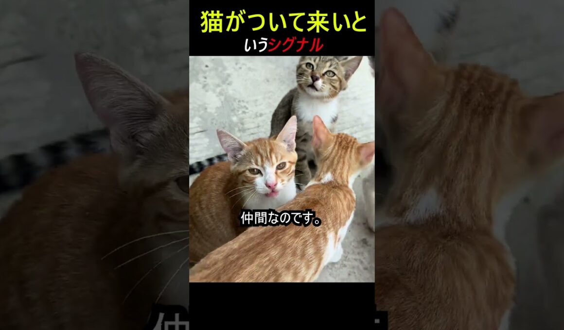 猫がついてくる合図