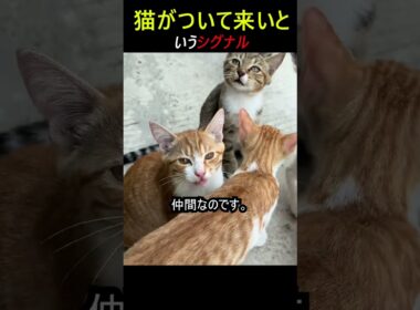 猫がついてくる合図