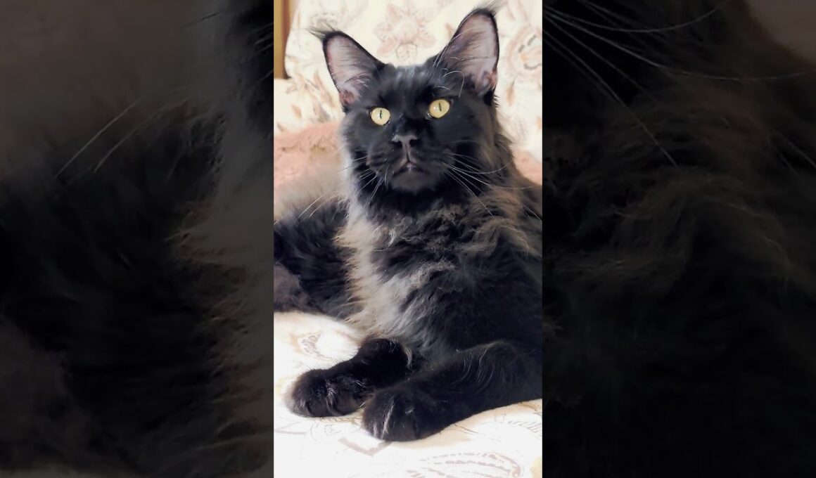 王様の休息　9ヶ月メインクーン　/The King’s Rest　9-Month-Old Maine Coon