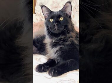 王様の休息　9ヶ月メインクーン　/The King’s Rest　9-Month-Old Maine Coon