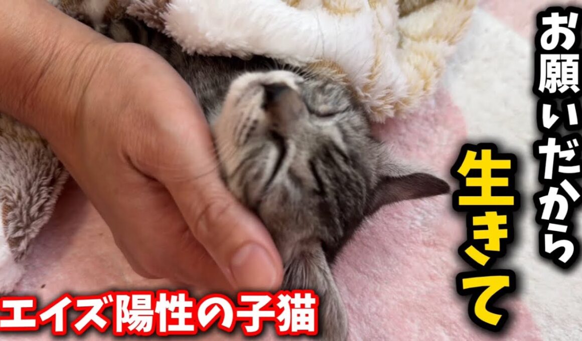 40℃を超える高熱に苦しむ子猫…なんとか生きてほしい