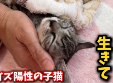 40℃を超える高熱に苦しむ子猫…なんとか生きてほしい