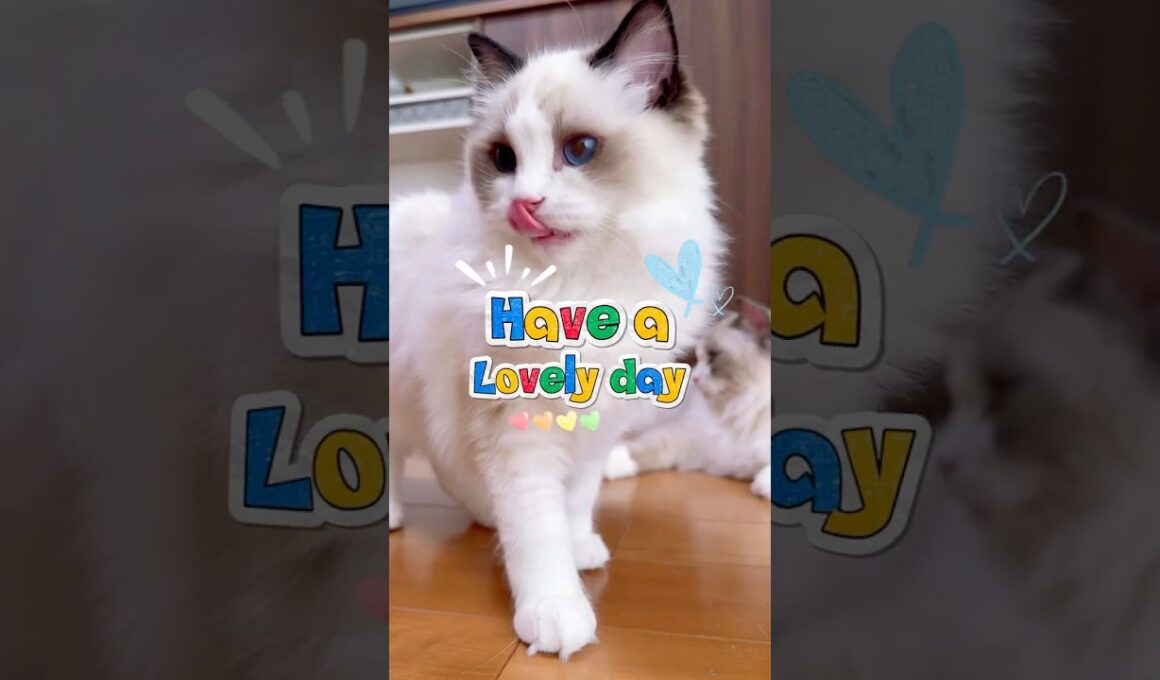 ラグドール兄妹の日常💕🌈✨ #ラグドール #猫のいる暮らし #猫好きさんと繋がりたい #ragdollcat