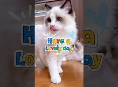 ラグドール兄妹の日常💕🌈✨ #ラグドール #猫のいる暮らし #猫好きさんと繋がりたい #ragdollcat