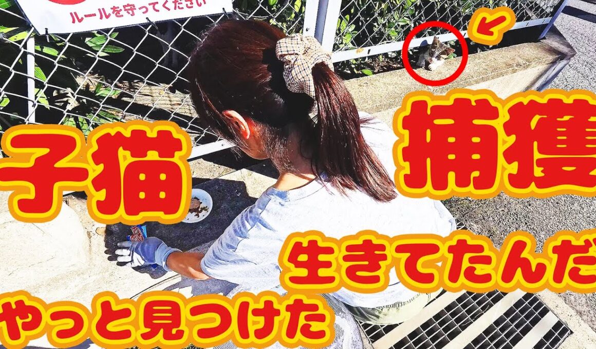 【子猫 捕獲】行方不明３匹 子猫生存…捕獲成功 ボランティアさん涙…