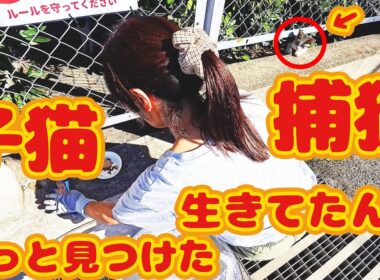 【子猫 捕獲】行方不明３匹 子猫生存…捕獲成功 ボランティアさん涙…