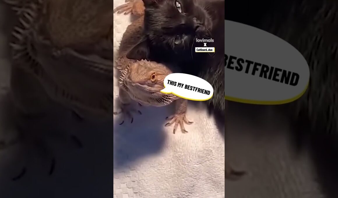 この猫の親友は信じられないでしょう!