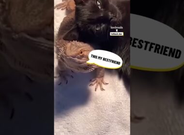 この猫の親友は信じられないでしょう!