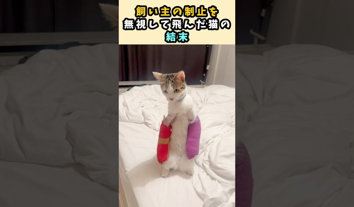 飼い主の制止を無視して飛んだ猫の結末 #猫 #猫動画