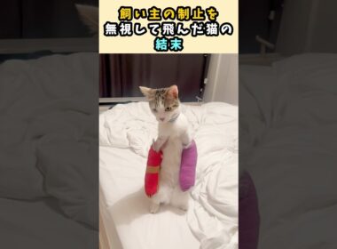 飼い主の制止を無視して飛んだ猫の結末 #猫 #猫動画