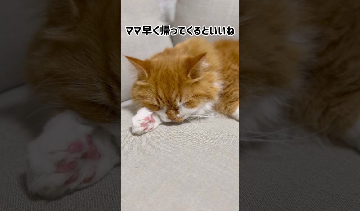 パパには見向きもしませんでした！😭 #shorts #猫 #マンチカン #短足マンチカン #cat #munchkin