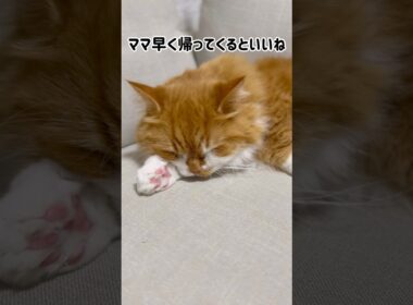 パパには見向きもしませんでした！😭 #shorts #猫 #マンチカン #短足マンチカン #cat #munchkin
