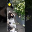 花と蝶と子猫の可愛いストーリー🦋
