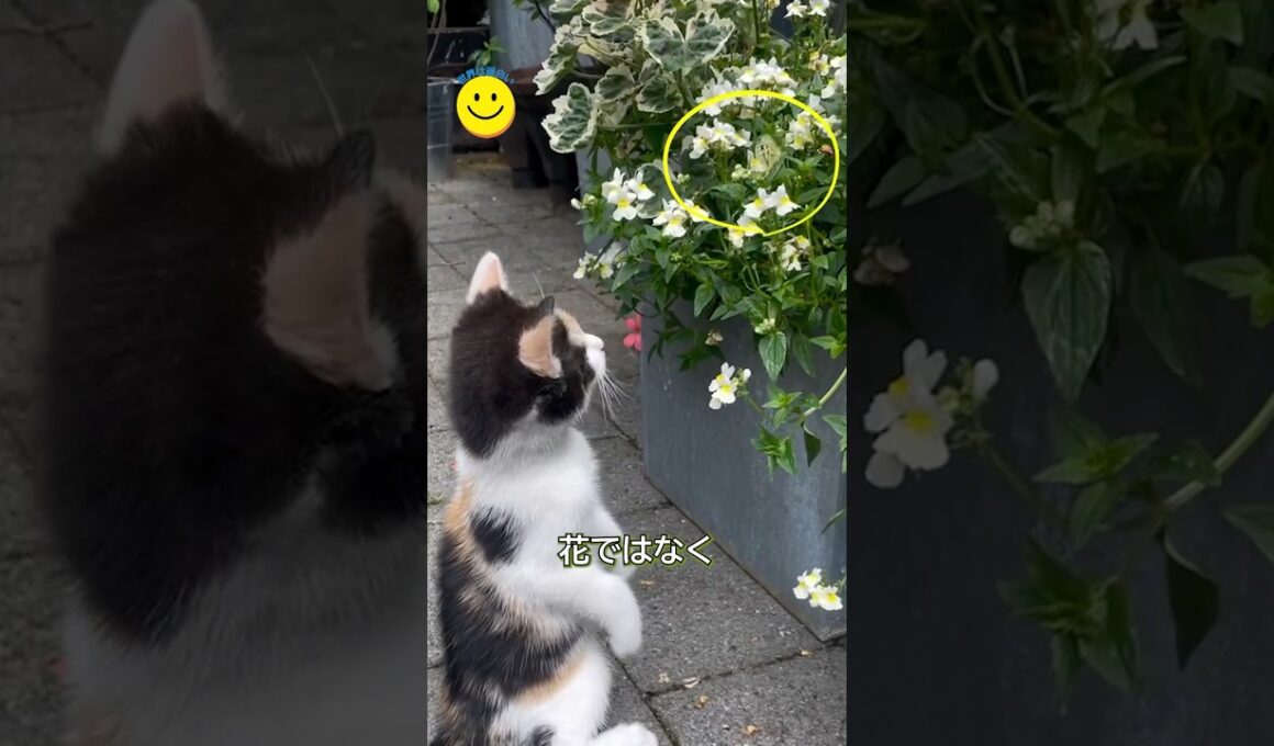 花と蝶と子猫の可愛いストーリー🦋