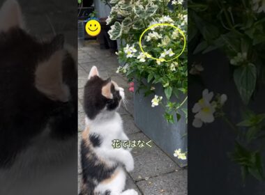 花と蝶と子猫の可愛いストーリー🦋