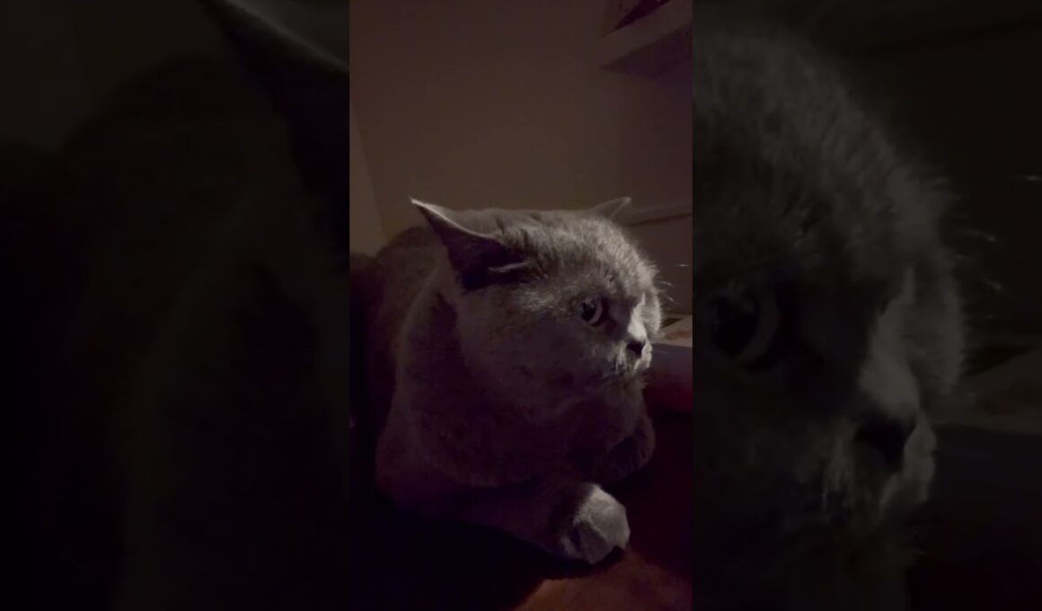 【猫】絶対にカメラ目線にはならないししゃもさん #ブリティッシュショートヘア #cat #猫 #ねこ