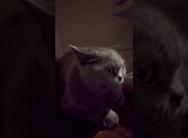 【猫】絶対にカメラ目線にはならないししゃもさん #ブリティッシュショートヘア #cat #猫 #ねこ