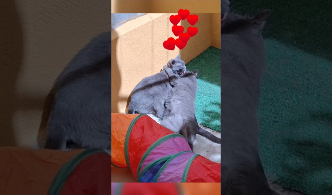 Korat Sister kittens, no ignores al gatito #kitten #cat #gatos #hype #funnycats #cutecat #michis