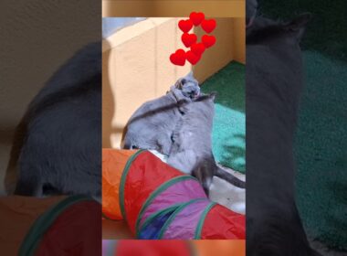 Korat Sister kittens, no ignores al gatito #kitten #cat #gatos #hype #funnycats #cutecat #michis
