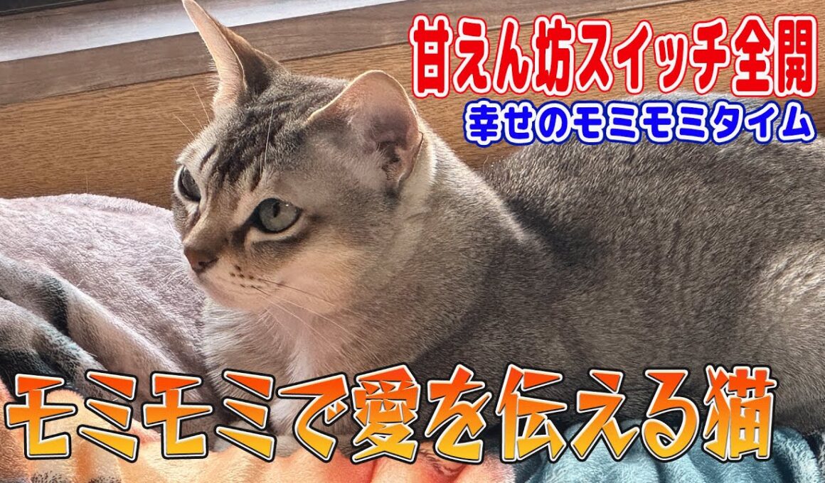【シンガプーラ】モミモミで愛を伝える猫がこちらです！甘えん坊スイッチ全開！幸せのモミモミタイム#singapura #cat #animals