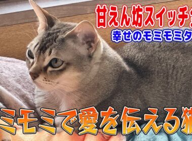 【シンガプーラ】モミモミで愛を伝える猫がこちらです！甘えん坊スイッチ全開！幸せのモミモミタイム#singapura #cat #animals